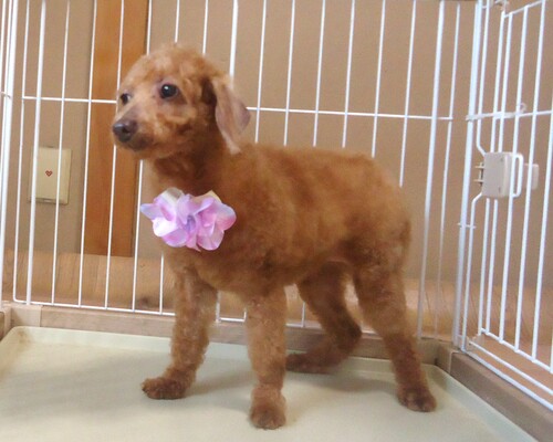 トイ・プードル 犬の販売・譲渡 43865 レッドの女の子
