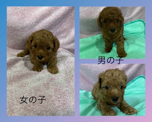 トイ・プードル 犬の販売・譲渡 43867 女の子可愛いお顔していますぜひぜひ会いに来て下さい