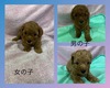 gCEv[h  q T ̎q炵... 43867