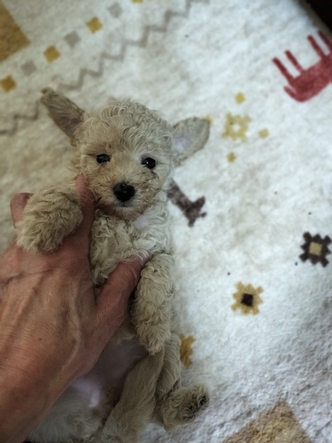 トイ・プードル 犬の販売・譲渡 43868 クリームとアプリちゃん