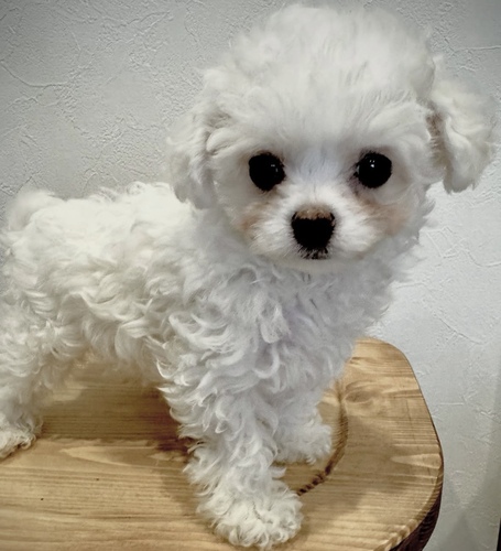 トイ・プードル 犬の販売・譲渡 43869 両親外産ホワイトプードル
