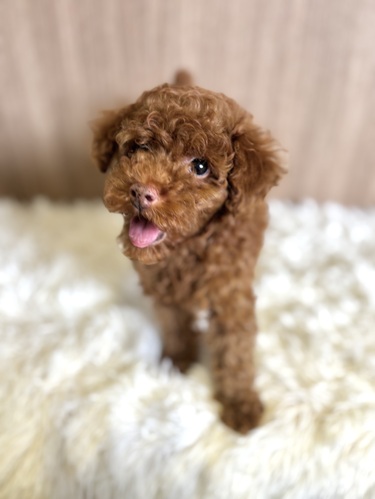 トイ・プードル 犬の販売・譲渡 43872 レッド 男の子 3337