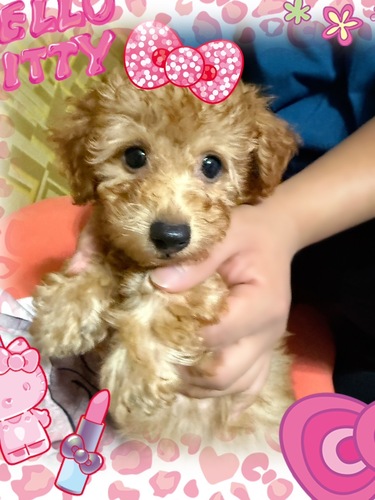 トイ・プードル 犬の販売・譲渡 43874 終了しました