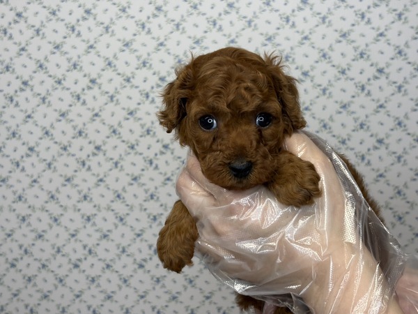 【特典あり】色素しっかり濃い2匹兄弟??弟 犬の販売 43876