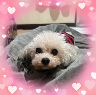 トイ・プードル 犬の販売・譲渡 43878 1.7キロの元気で愛らしい海外出身の子です♪