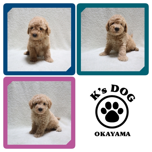 トイ・プードル 犬の販売・譲渡 43879 ●アプリコットの男の子・クリームの男の子と女の子●