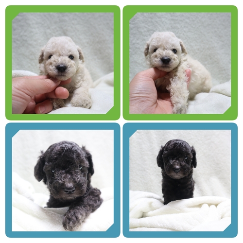 トイ・プードル 犬の販売・譲渡 43881 ●ホワイトとブラックの男の子●