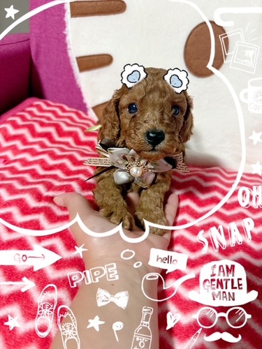 トイ・プードル 犬の販売・譲渡 43882 レッド・フォーンの赤ちゃん達☆