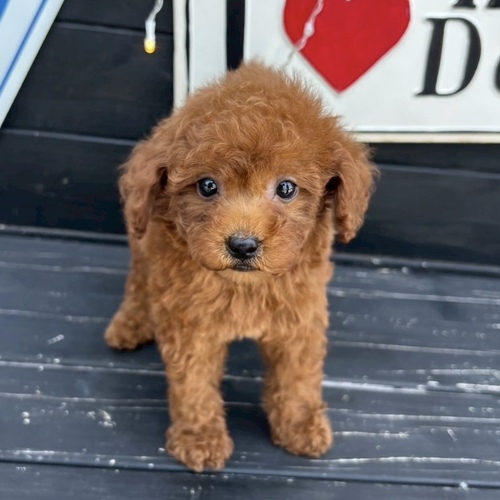 トイ・プードル 犬の販売・譲渡 43883 ★レッドプードル