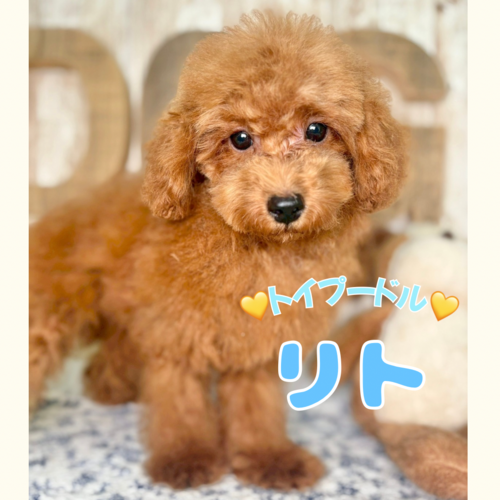 トイ・プードル 犬の販売・譲渡 43883 ★レッドプードル