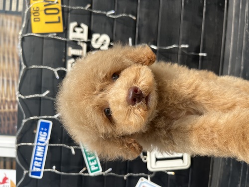 トイ・プードル 犬の販売・譲渡 43884 ★アプリコットの女の子