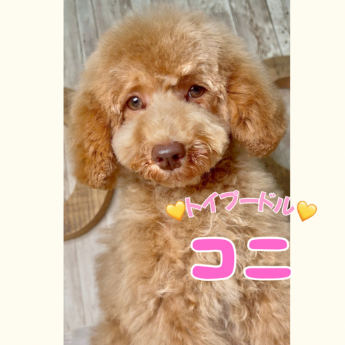トイ・プードル 犬の販売・譲渡 43884 ★アプリコットの女の子
