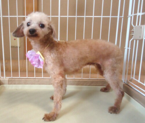 トイ・プードル 犬の販売・譲渡 43885 成犬 女の子