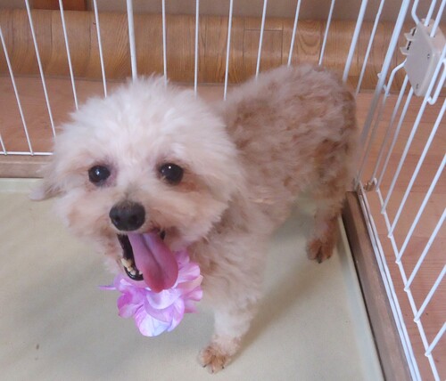 トイ・プードル 犬の販売・譲渡 43886 成犬 女の子