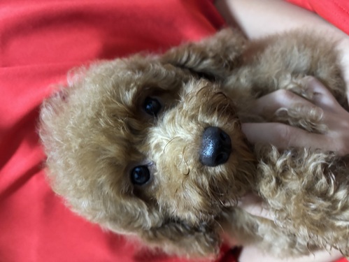 トイ・プードル 犬の販売・譲渡 43887 安定したトイサイズ 表示価格のみ