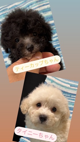 トイ・プードル 犬の販売・譲渡 43889 ティーサイズ