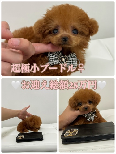 トイ・プードル 犬の販売・譲渡 43890 早い者勝ち!マイクロプードル