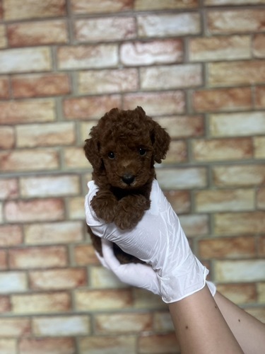 トイ・プードル 犬の販売・譲渡 43891 レッド6600