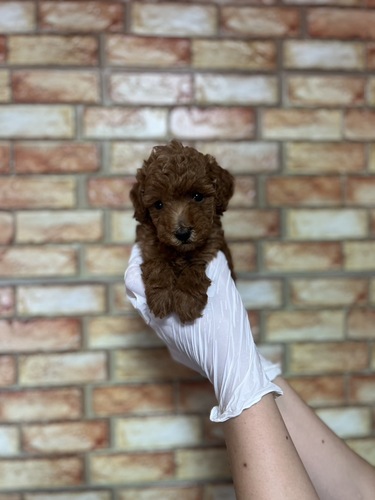 トイ・プードル 犬の販売・譲渡 43892 レッド5760
