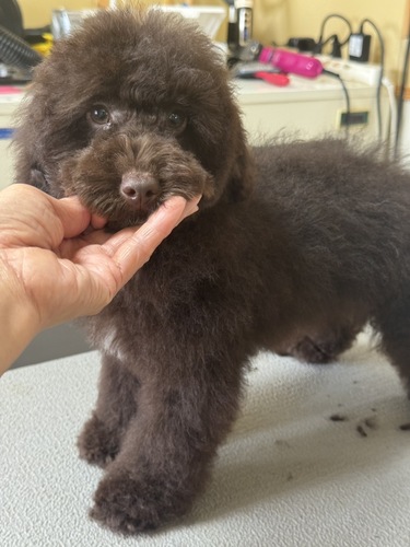 トイ・プードル 犬の販売・譲渡 43893 綺麗なブラウンカラーです。