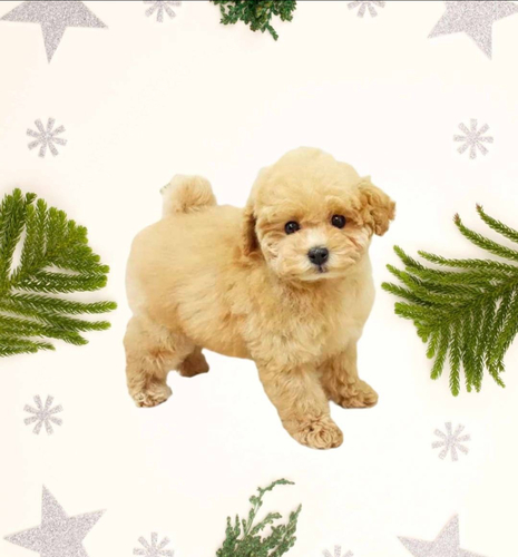 トイ・プードル 犬の販売・譲渡 43912 トイプードル アプリコット 男の子!!