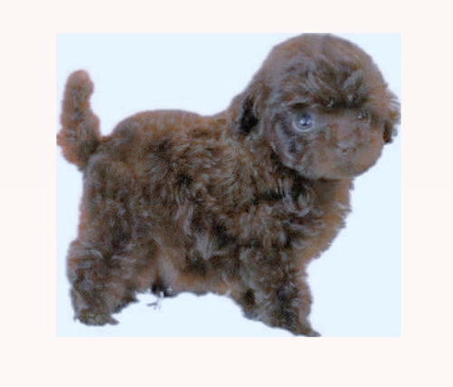 トイ・プードル 犬の販売・譲渡 43913 可愛い!ブラウンプードル!!