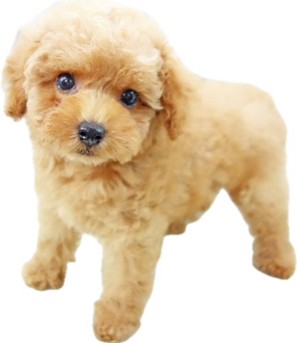 トイ・プードル 犬の販売・譲渡 43914 激レア!!ミディアムプードルアプリコット男の子