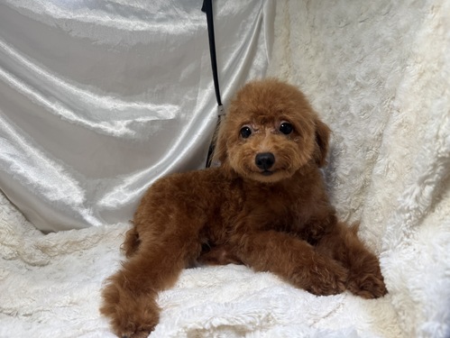 トイ・プードル 犬の販売・譲渡 43915 【dogoo限定価格】タイニーサイズレッドの女の子