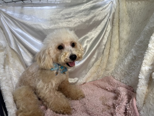 トイ・プードル 犬の販売・譲渡 43916 タイニーサイズのクリームの男の子