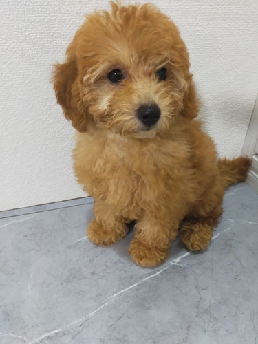 トイ・プードル 犬の販売・譲渡 43917 ティーカップレッド