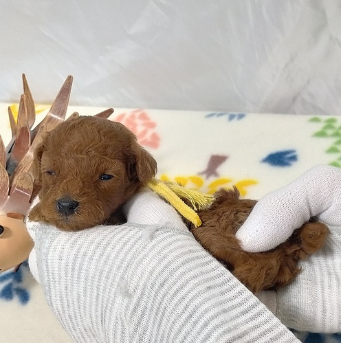 トイ・プードル 犬の販売・譲渡 43919 元気な3兄妹の黄色リボンの男の子!