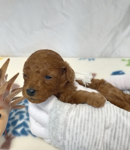 トイ・プードル 犬の販売・譲渡 43921 元気な3兄妹の白リボンの男の子!