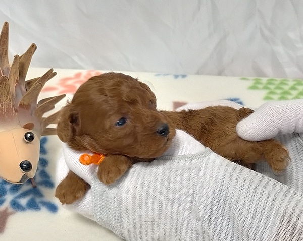 トイ・プードル 犬の販売・譲渡 43922 元気な3兄妹のオレンジリボンの女の子!