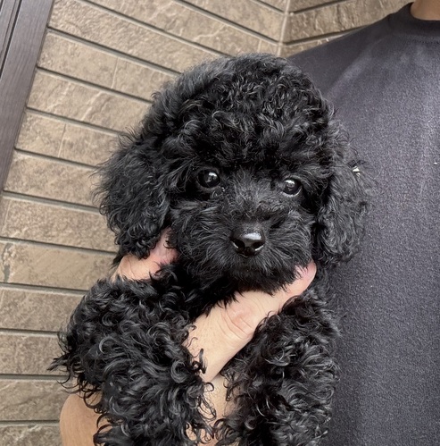 トイ・プードル 犬の販売・譲渡 43923 可愛いお顔のトイプードルちゃん