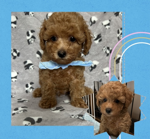 トイ・プードル 犬の販売・譲渡 43924 トイプードル男の子 甘えっ子君です。