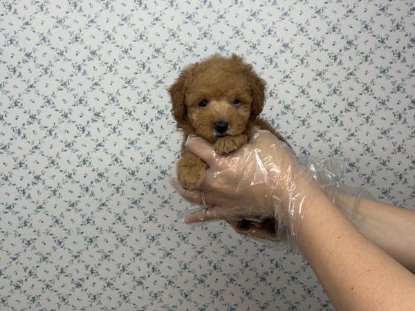 【特典あり】ちびっこ姉妹の妹 犬の販売 43926