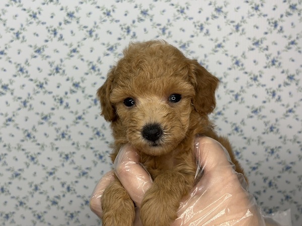 【特典あり】ちびっこ姉妹の姉 犬の販売 43927
