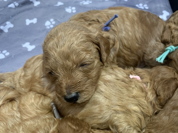 トイ・プードル 犬の販売・譲渡 43935 トイプードル(タイニー)の子供が産まれました