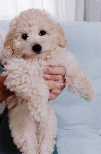 トイ・プードル 犬の販売・譲渡 43936 ホワイトの男の子