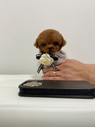 トイ・プードル 犬の販売・譲渡 43938 極小極上の女の子