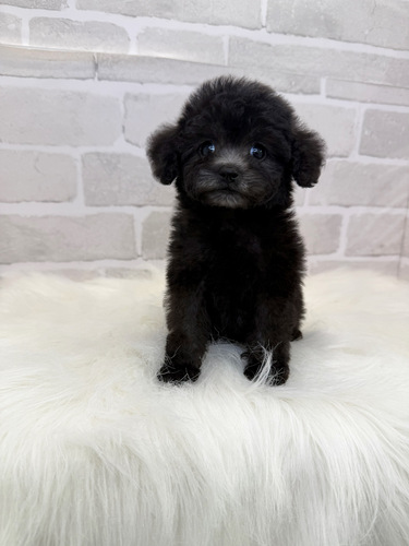 トイ・プードル 犬の販売・譲渡 43939 もこもこシルバーカラー