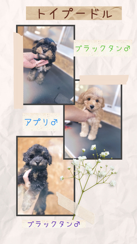 トイ・プードル 犬の販売・譲渡 43940 ブラックタン(ファントム)