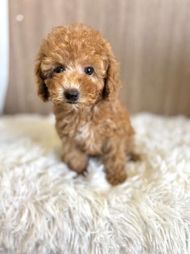 トイ・プードル 犬の販売・譲渡 43943 レッド女の子2236