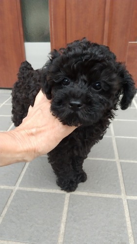 トイ・プードル 犬の販売・譲渡 43944 ブラック女の子
