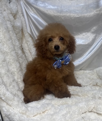 トイ・プードル 犬の販売・譲渡 43947 【dogoo限定価格】レッドの可愛い男の子