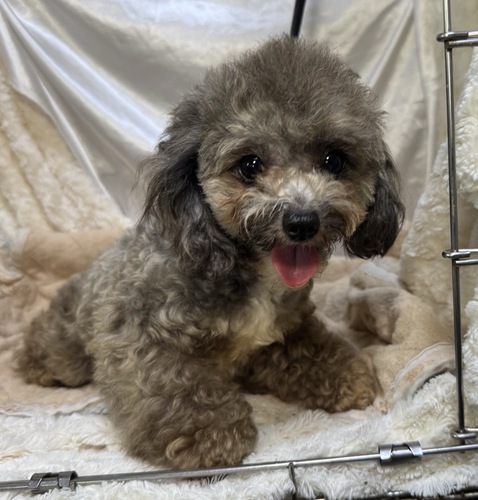 トイ・プードル 犬の販売・譲渡 43948 【dogoo期間限定価格】ティーサイズ(女の子)