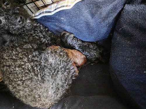 トイ・プードル 犬の販売・譲渡 43949 優しく人懐っこい両親から産まれました