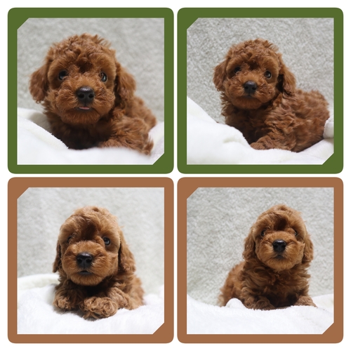 トイ・プードル 犬の販売・譲渡 43952 ●レッドの男の子・総額価格です●