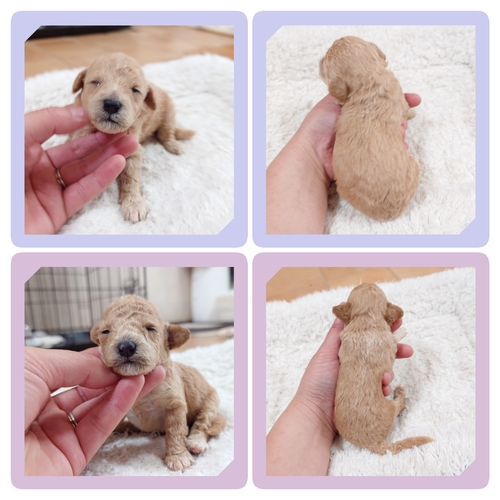 トイ・プードル 犬の販売・譲渡 43953 ●クリームの男の子・女の子・総額価格です●