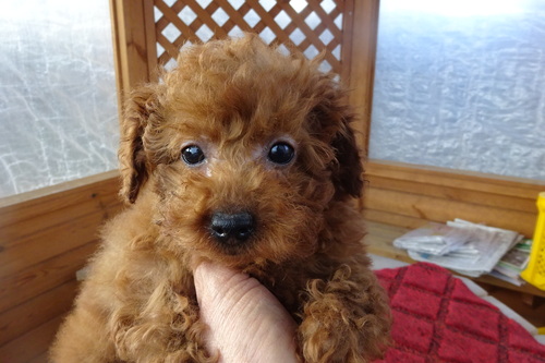 トイ・プードル 犬の販売・譲渡 43959 人が大好き尻尾フリフリ近寄ってきます。